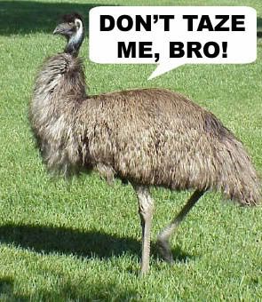 emu.jpg