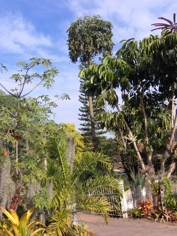 Pachira.jpg