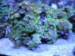 Zoa5.jpg