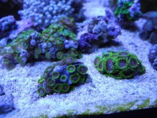 Zoa6.jpg