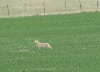 coyote problem - Goats