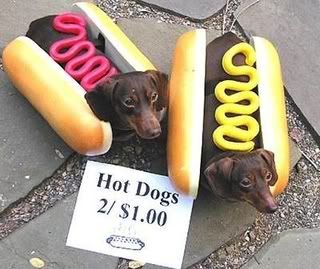 dachshunds Pictures, Images and Photos