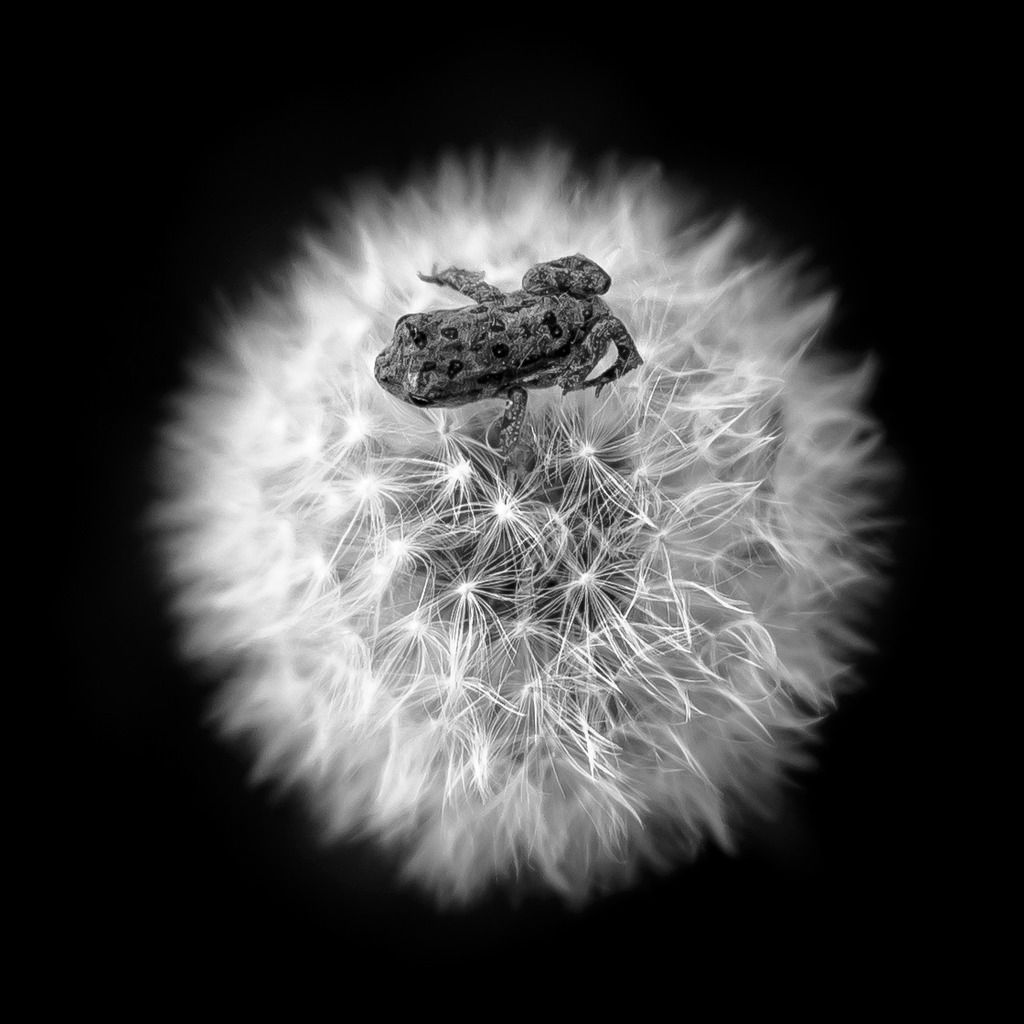 Flower-7546_zpsvqzmw0af.jpg