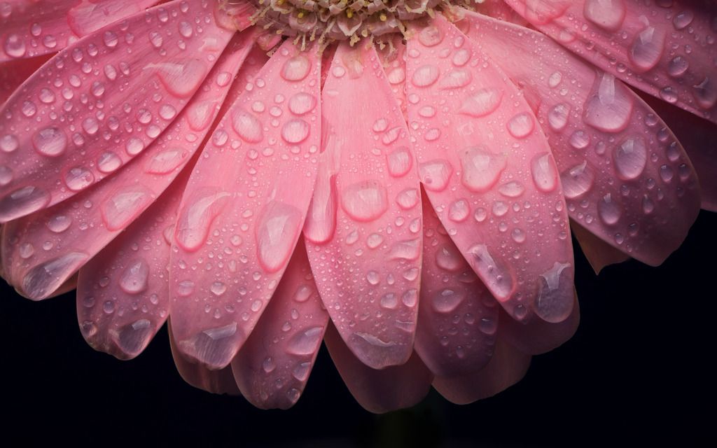 Flower-_zpsx3glmapu.jpg