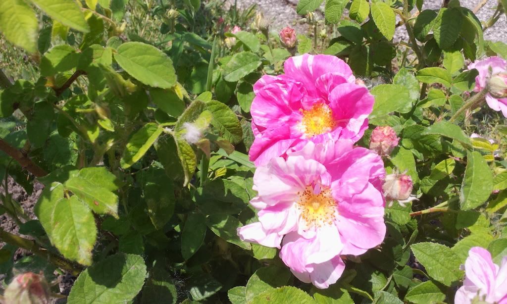 Rosa Mundi '12
