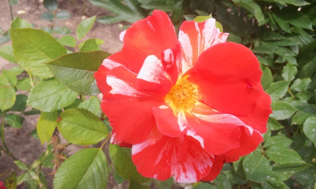 City of Carlsbad '12