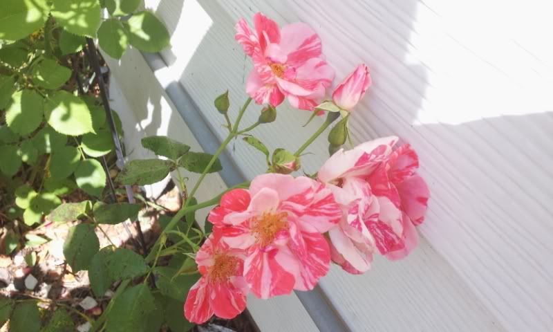 Festival Fanfare '12