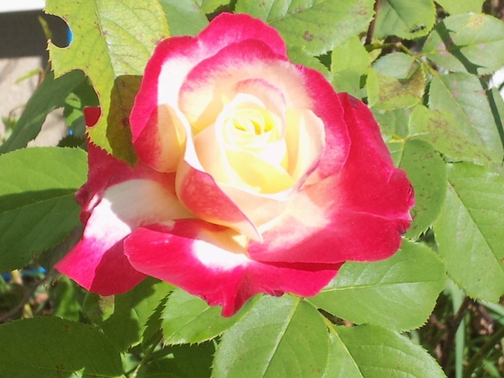 Double Delight '12 2