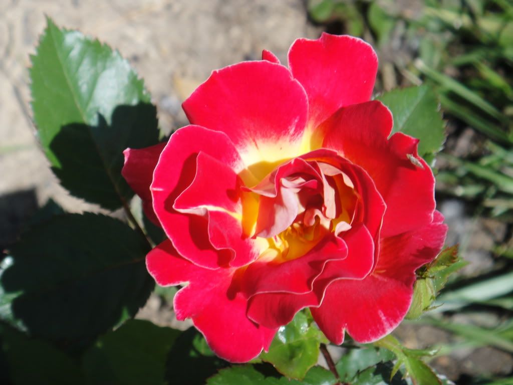 Champagne cocktail '11 1