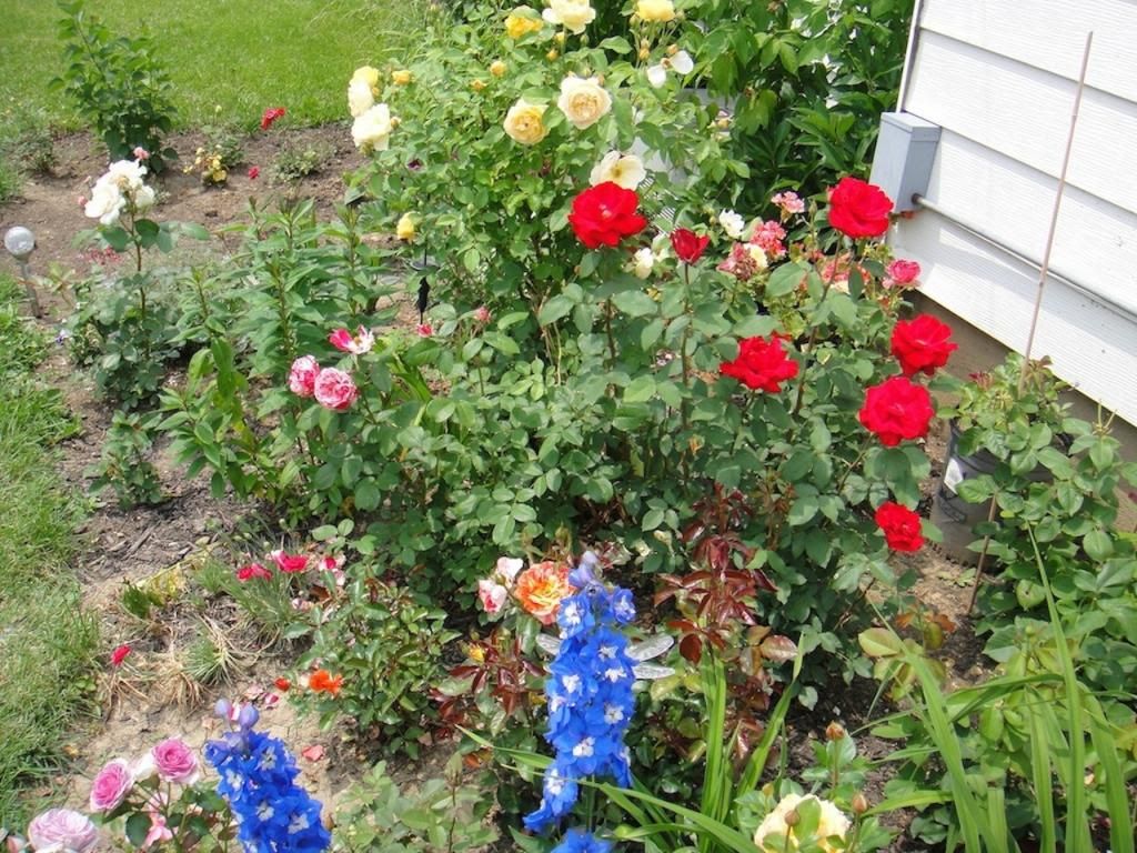 Rose bed '11