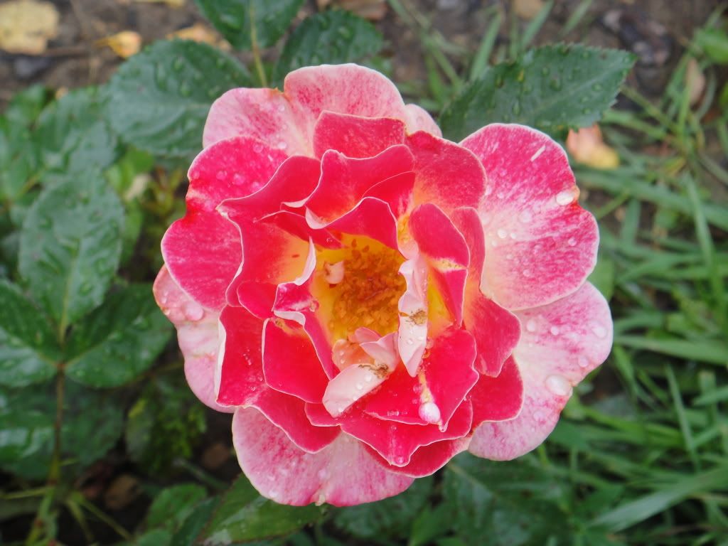 Champagne cocktail '11 2