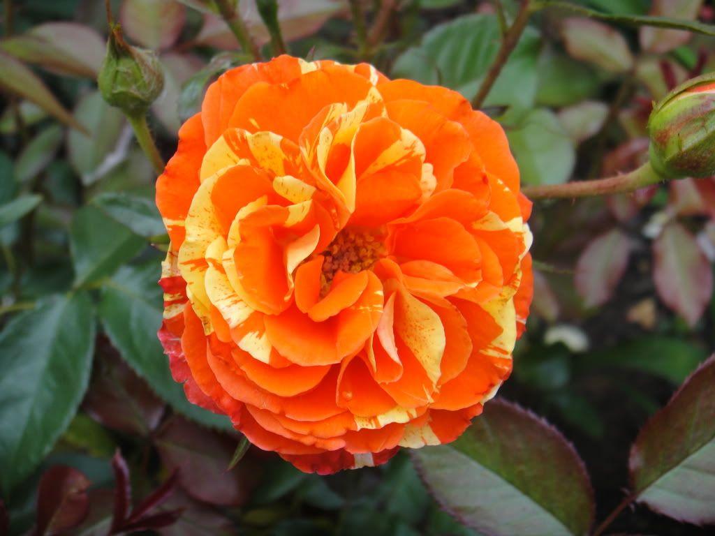 Oranges & Lemons '11 1