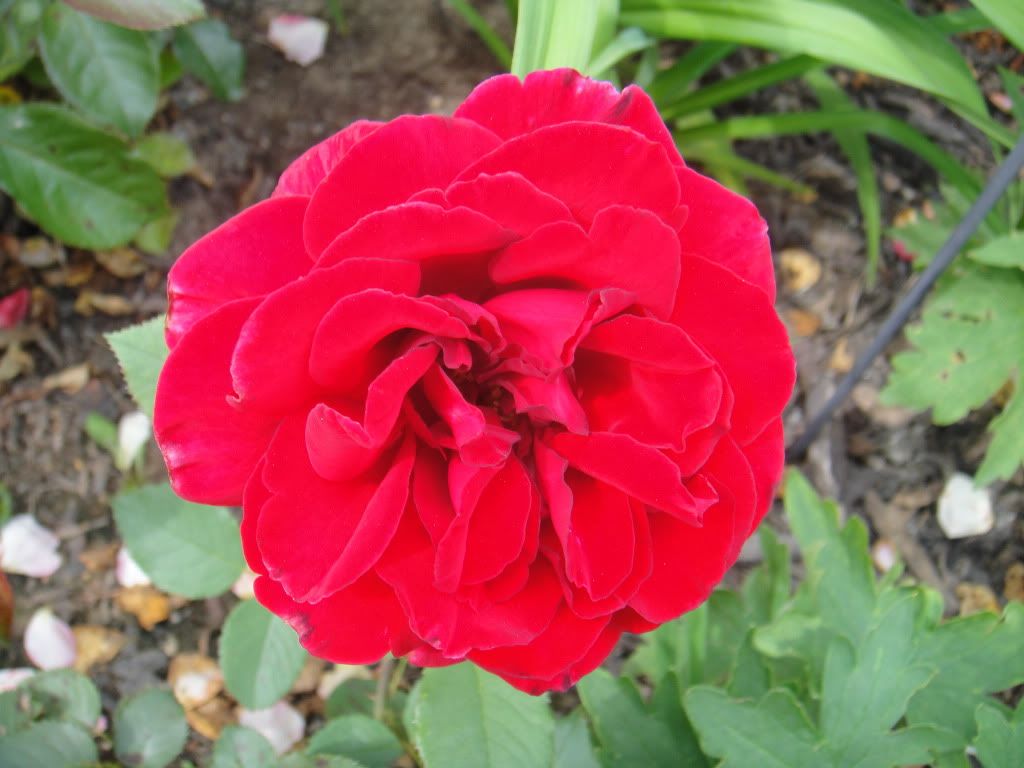 Velvet Frangrance '11 1