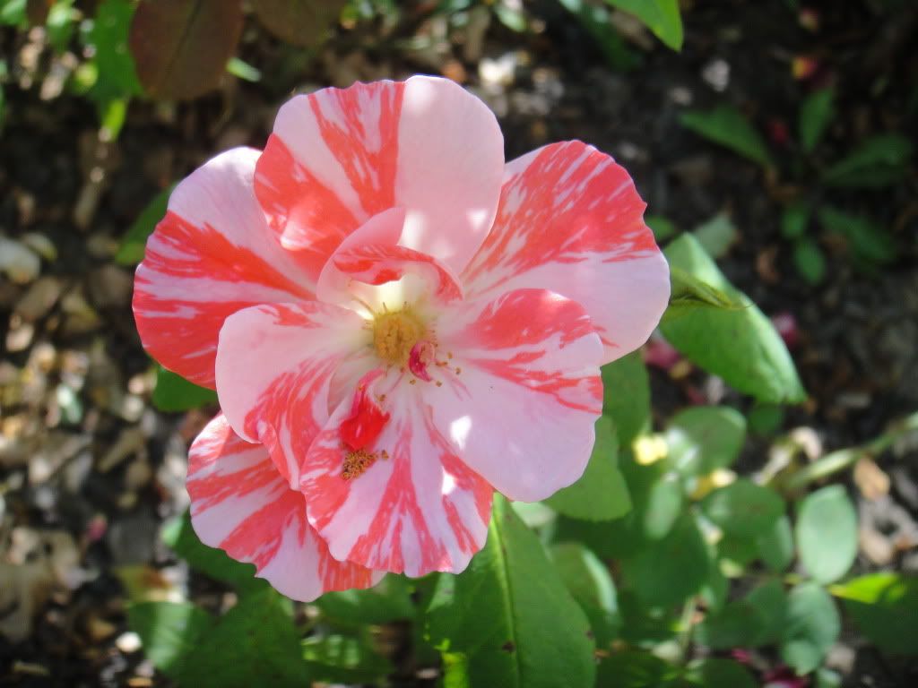 Festival Fanfare '11