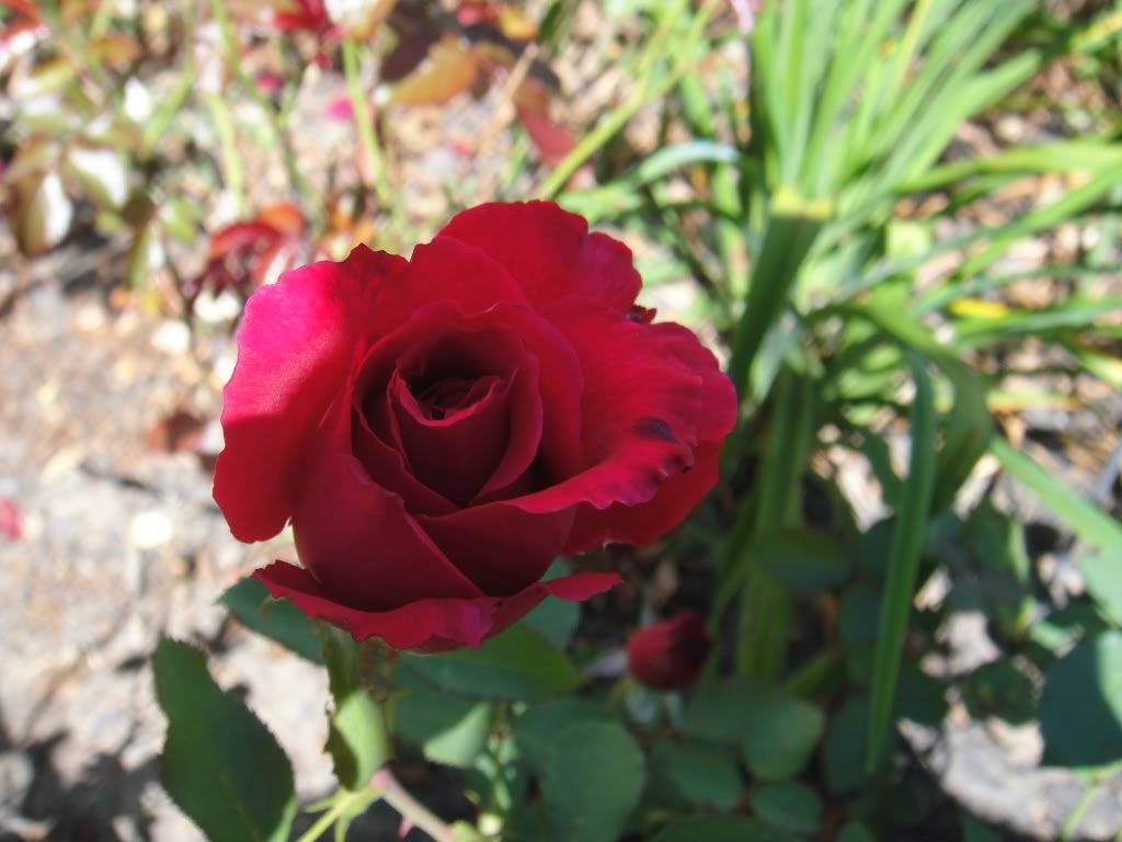 Velvet Fragrance '11