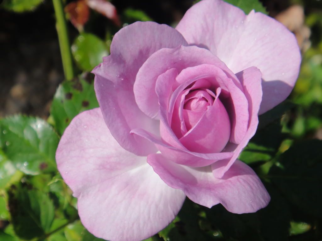 Enchanted Evening '11