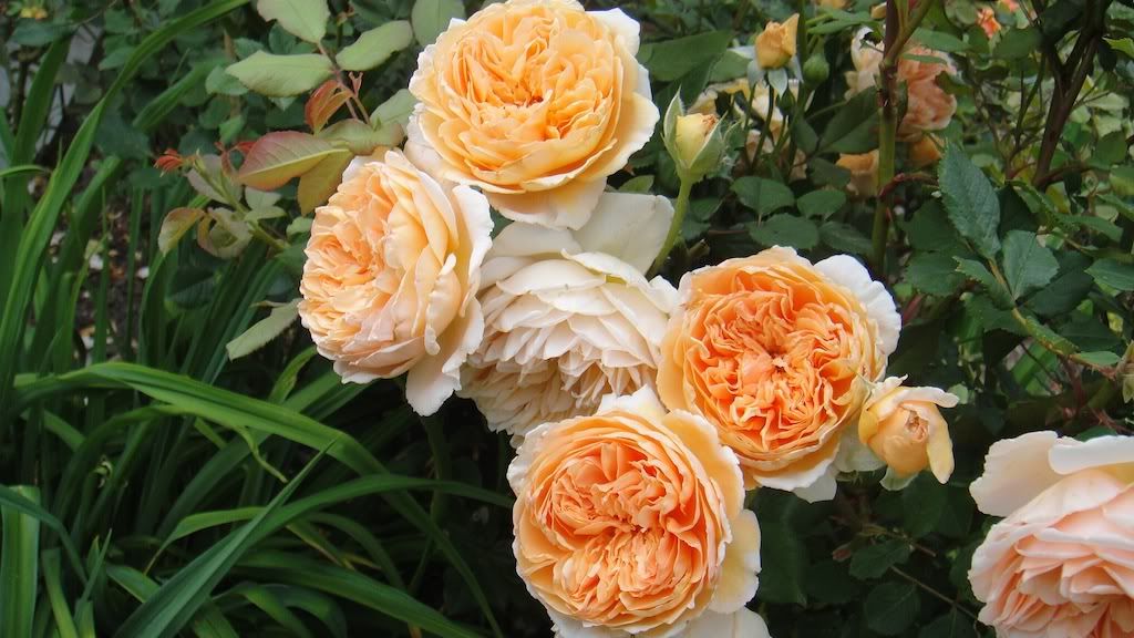 Crown Princess Margaretta '12