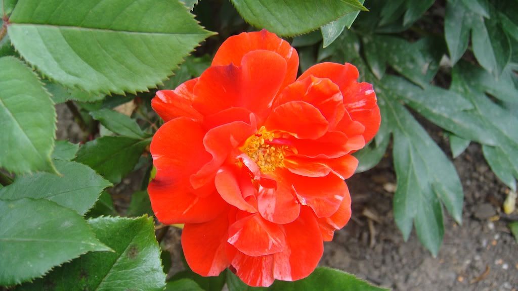 City of Carlsbad '12 2