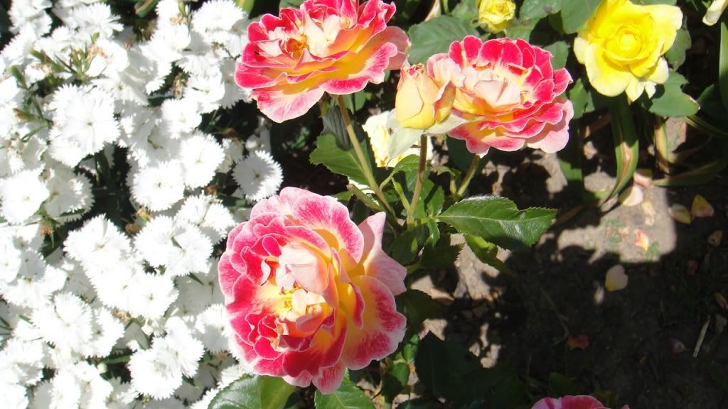 Champagne Cocktail '12 2