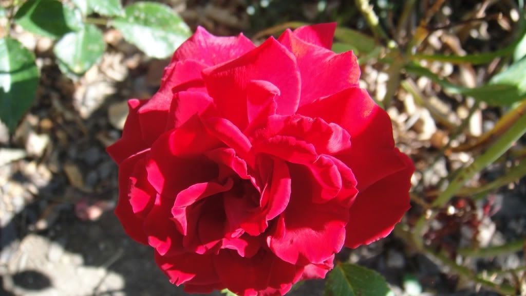 Velvet Fragrance '12 2