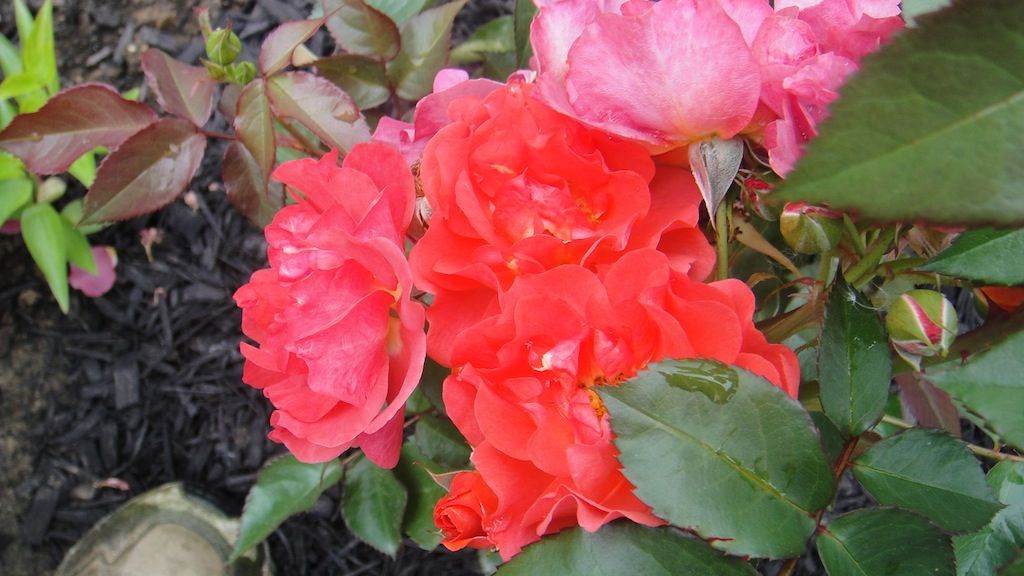 Cinco de mayo '13 photo DSC01039_zps73fefbf1.jpg