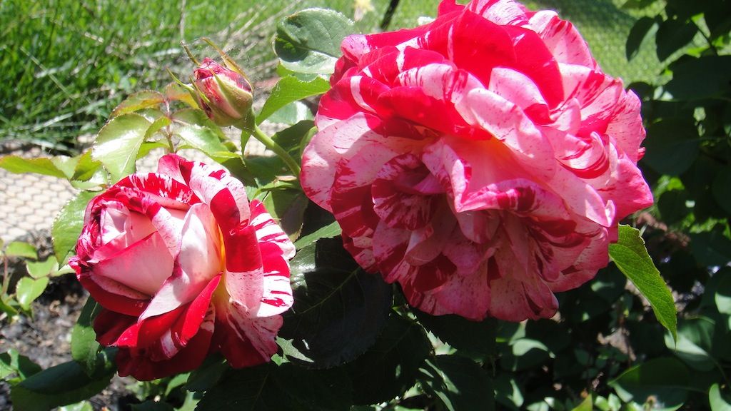 Rock & Roll_2 '13 photo DSC01055_zps53e0e2f6.jpg