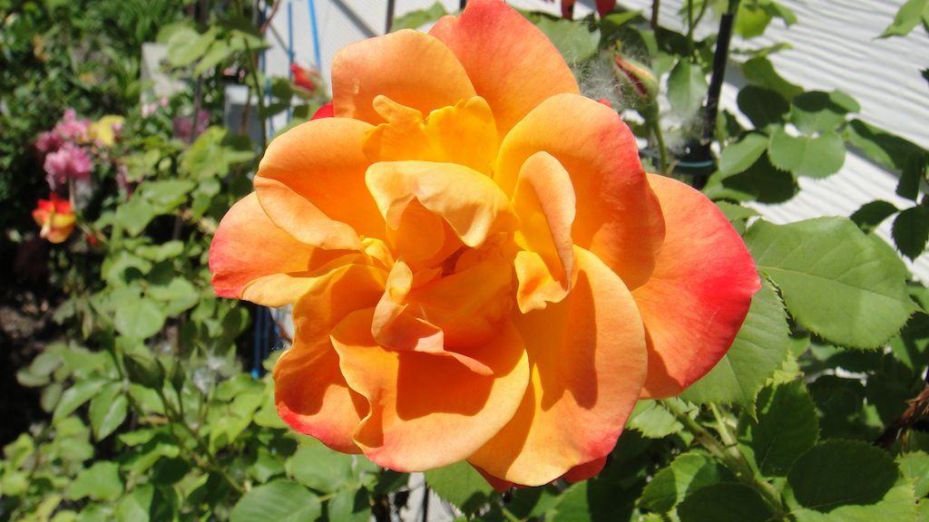 Joseph's Coat '13 photo DSC01060_zps0d3bc315.jpg