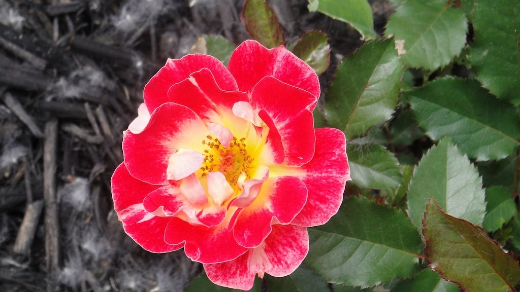 Champagne Cocktail '13 photo DSC01066_zps3efb63f8.jpg