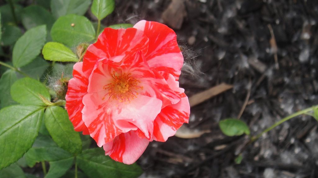 Festival Fanfare '13 photo DSC01067_zps7b9085d7.jpg