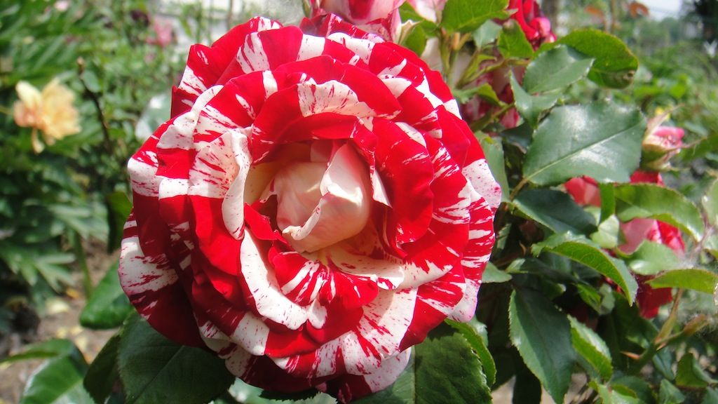 Rock & Roll_3 '13 photo DSC01068_zpsafa6186b.jpg