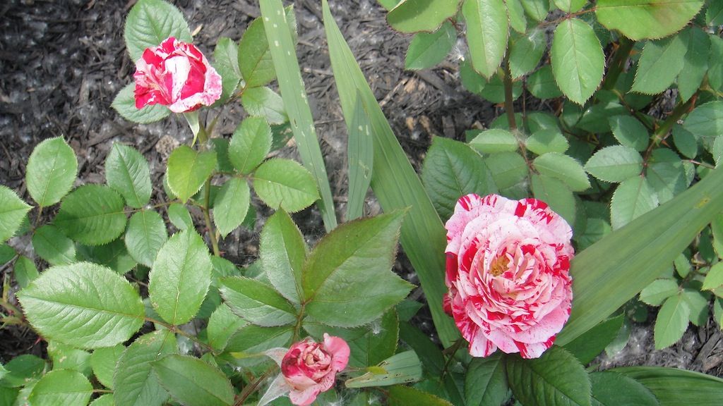 Scentimental '13 photo DSC01070_zpsf880db15.jpg