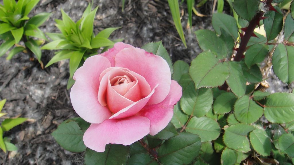 Distant Drums '13 photo DSC01071_zps7cb18c53.jpg