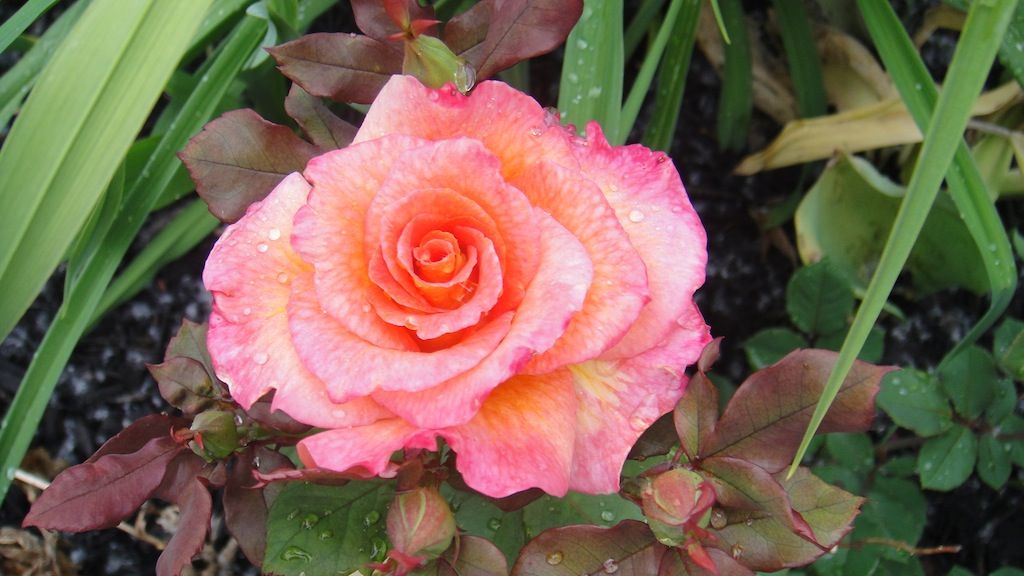 Mardi Gras '13 photo DSC01088_zps1ac135ce.jpg