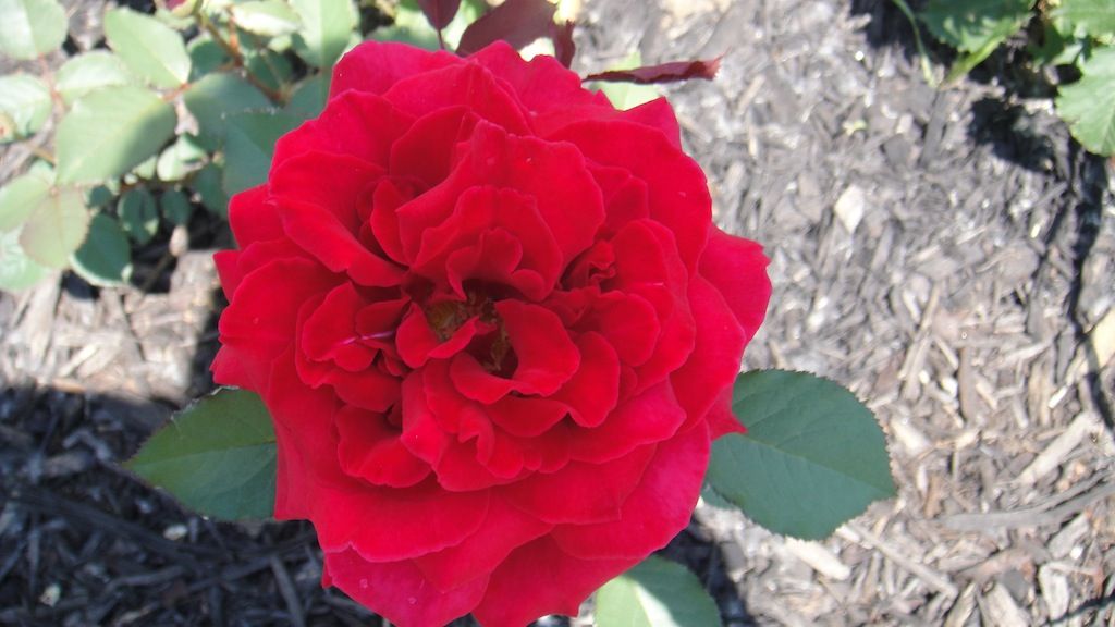 Velvet Fragrance '13 photo DSC01118_zps038b7953.jpg