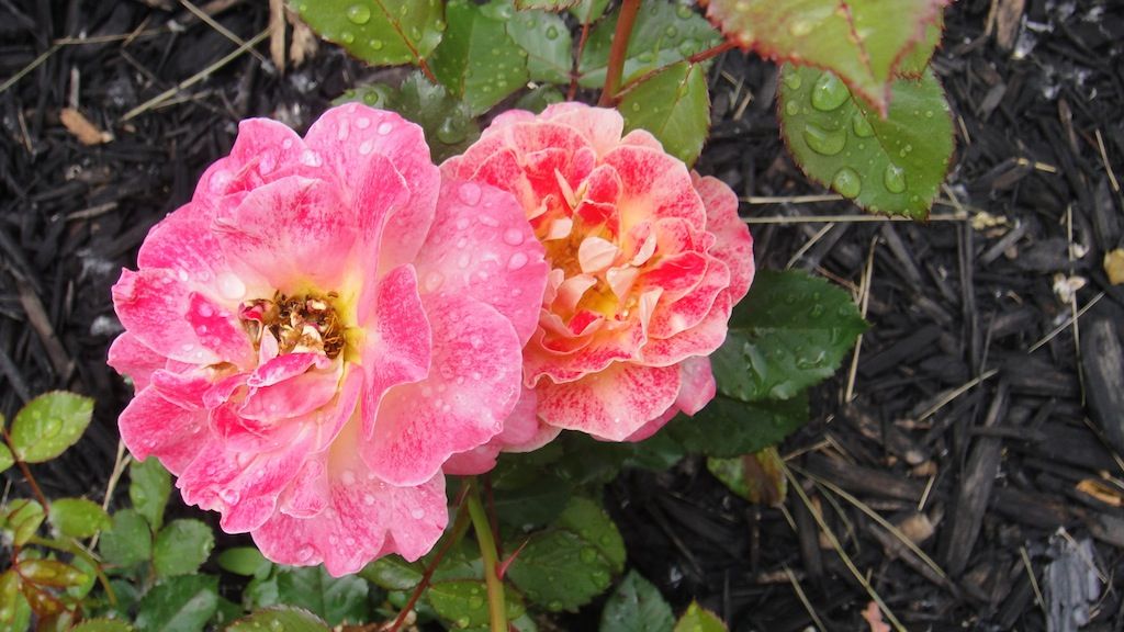 Champagne Cocktail_3 '13 photo DSC01126_zps62ac1908.jpg