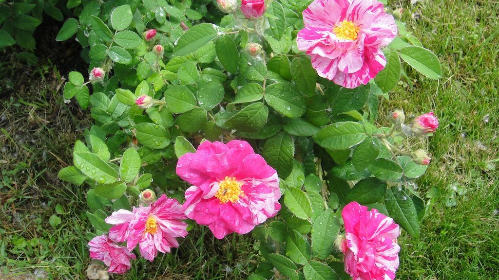 Rosa Mundi '13 photo DSC01136_zps5aff186f.jpg