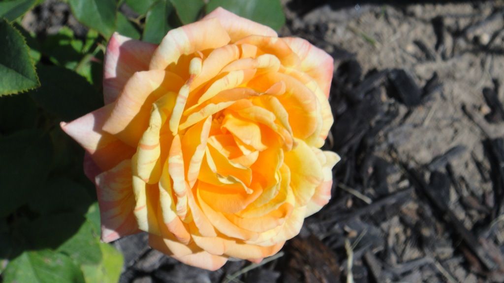 Andre Willemse_2 '13 photo DSC01143_zps3ff053e1.jpg