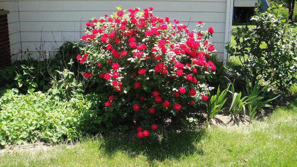 Double KO '13 photo DSC01155_zps97918685.jpg