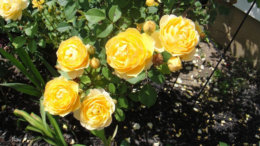 Graham Thomas '13 photo DSC01158_zpse075db1a.jpg