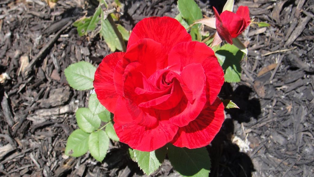 Red Intuition '13 photo DSC01161_zps0a054801.jpg