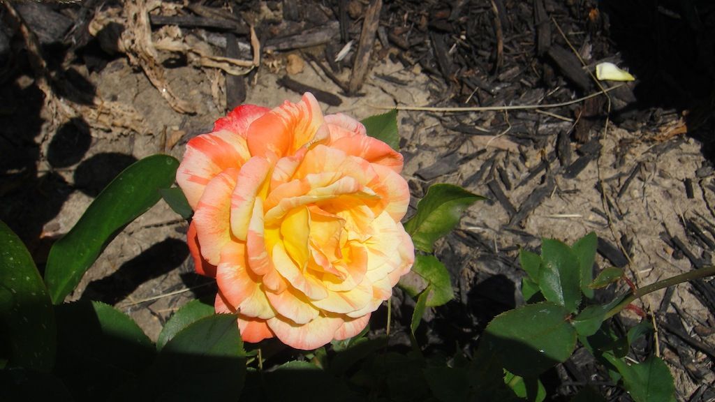 Andre Willemse '13 photo DSC01167_zpsbbb4deb1.jpg