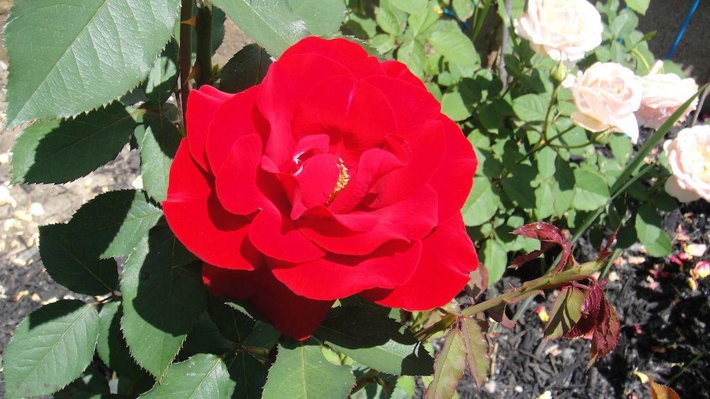 Opening Night '13 photo DSC01171_zps6661ca84.jpg