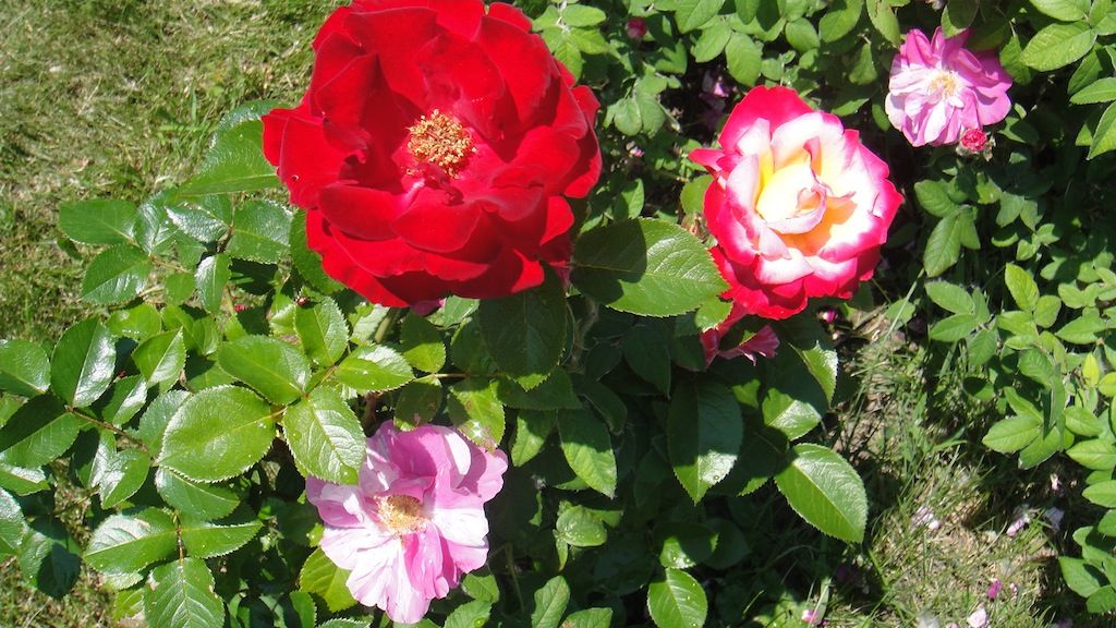 Dick Clark '13 photo DSC01173_zps59db5135.jpg