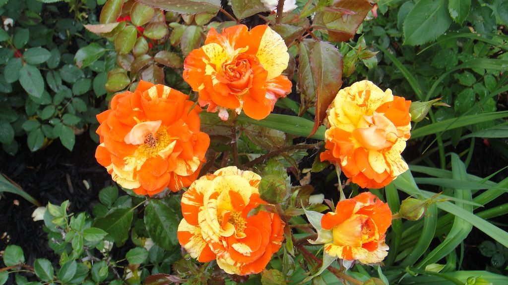 Oranges & Lemons_2 '13 photo DSC01179_zpsb1e9ab3c.jpg