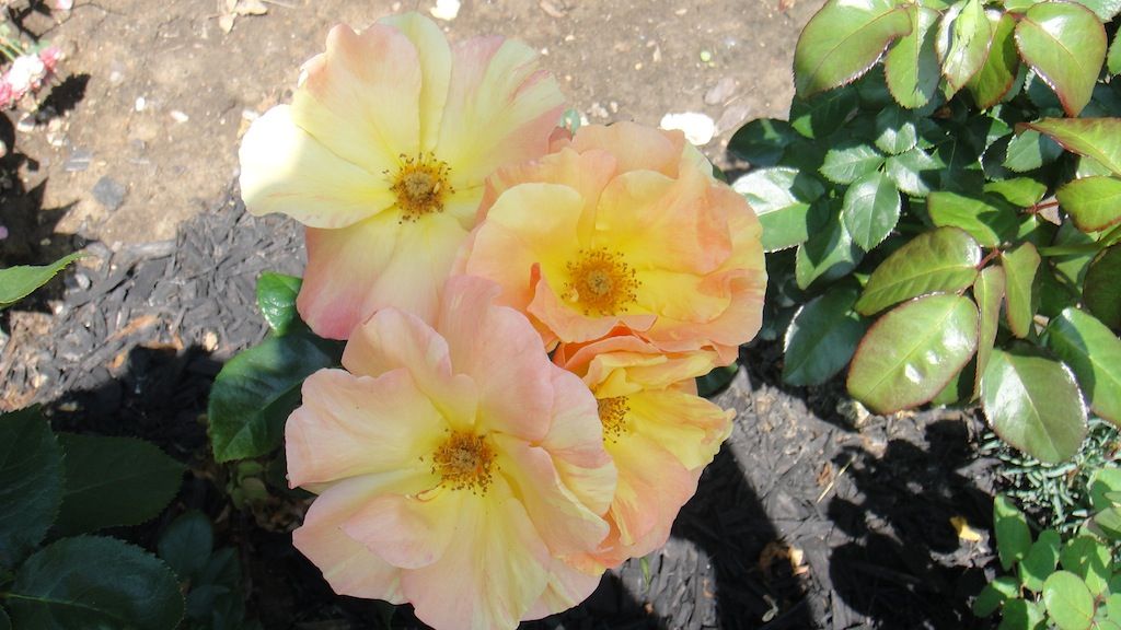 Tenaicious_3 '13 photo DSC01189_zps84ab4975.jpg