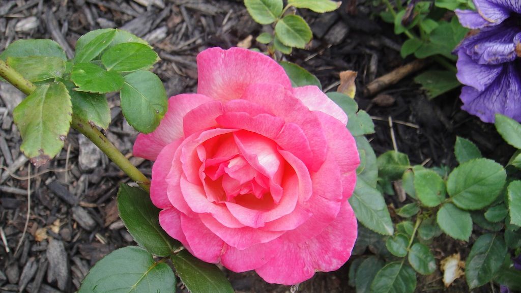 Symphonie '13 photo DSC01214_zps888ea958.jpg