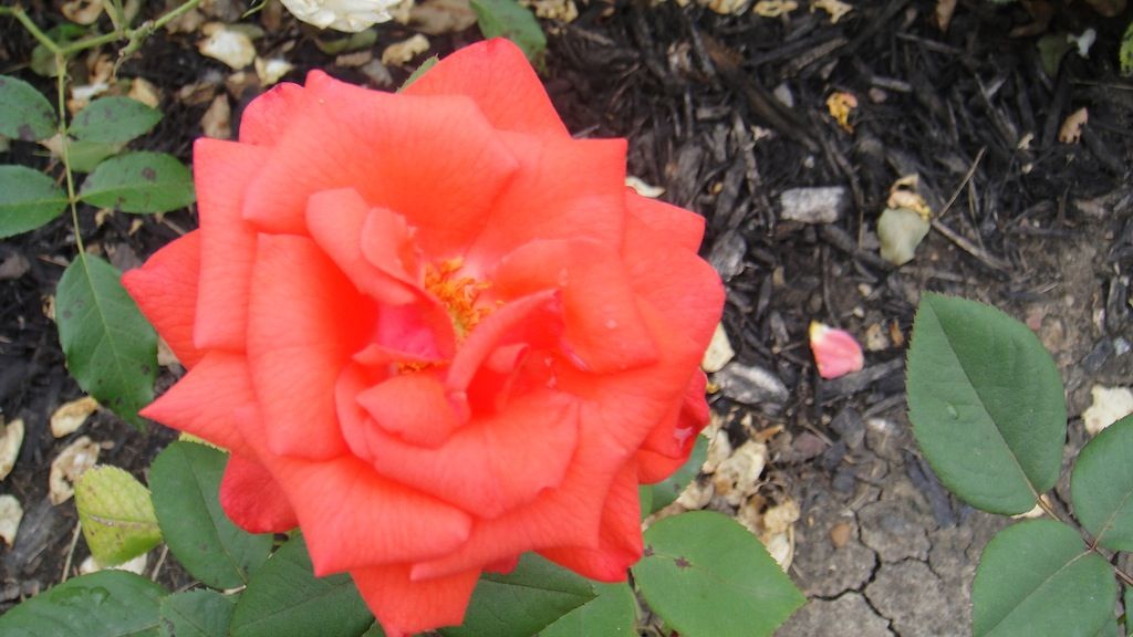 Prin Claus '13 photo DSC01215_zpsf502906f.jpg