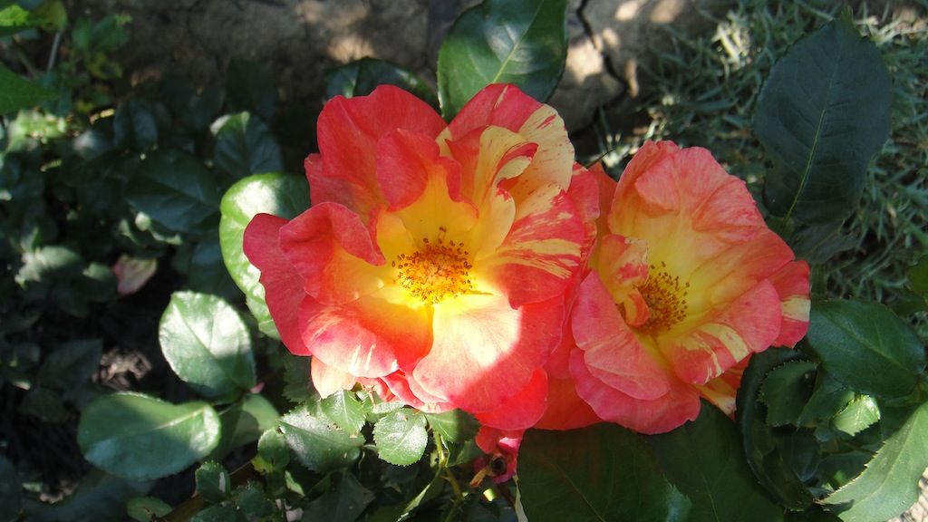 Tenaicious_4 '13 photo DSC01224_zps418c82e2.jpg