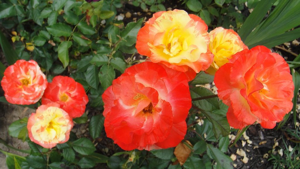 Chihuly_2 '13 photo DSC01229_zps4fe2b916.jpg