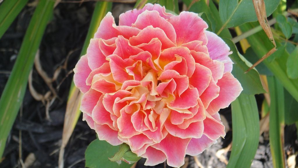 Calico_2 '13 photo DSC01275_zps06c41a82.jpg